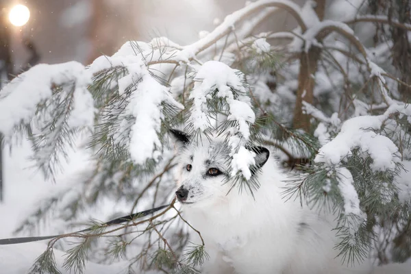 Raposa branca na neve. animal selvagem na natureza — Fotografia de Stock