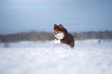 Kışın doğada bir köpek. Karda koşan aktif Avustralyalı çoban