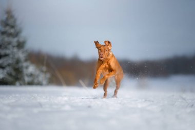 Kışın doğada bir köpek. Kar üzerinde koşan aktif Macar vizsla