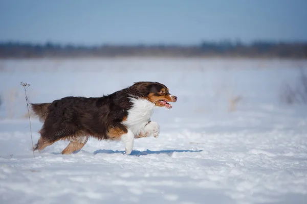 Perro en invierno en la naturaleza. Pastor australiano activo corriendo sobre la nieve — Foto de Stock