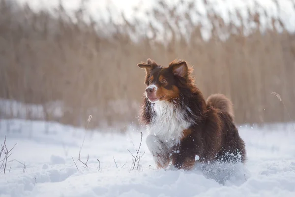 Dog in the winter in nature. Active australian shepherd running on snow