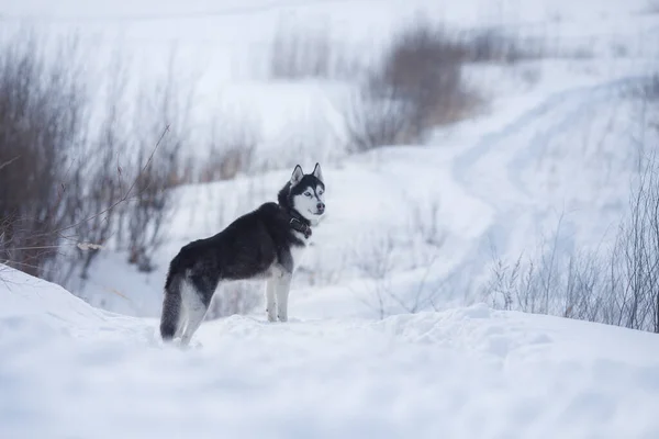 Cane in inverno nella natura. Siberian Husky sulla neve — Foto Stock