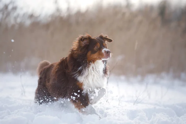 Pes v zimě v přírodě. Aktivní australský ovčák běžící na sněhu — Stock fotografie