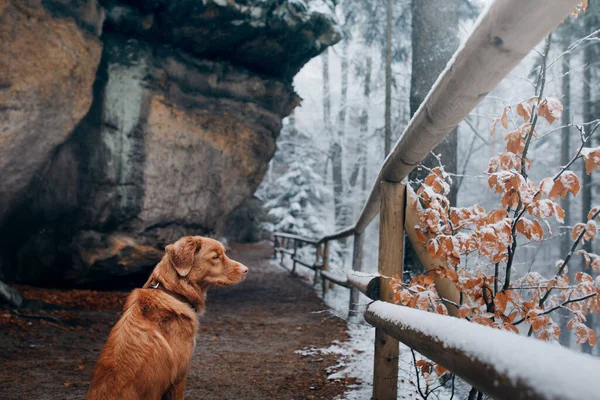 Собака в природе между осенью и зимой. Новая Шотландия Дак Толлинг ретривер в парке — стоковое фото