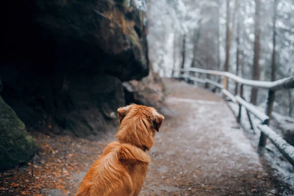 Hund in der Natur zwischen Herbst und Winter. Nova Scotia Duck Tolling Retriever im Park — Stockfoto