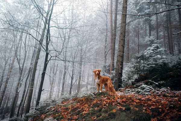 Dog in nature between autumn and winter. Nova Scotia Duck Tolling Retriever in the park — Stock Photo, Image