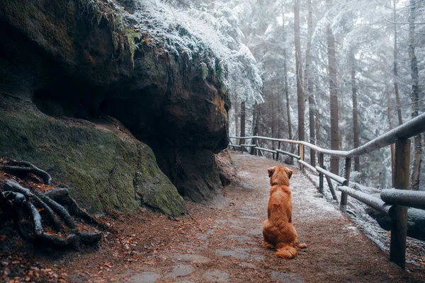 Hond in de natuur tussen herfst en winter. Nova Scotia Duck Tolling Retriever in het park — Stockfoto