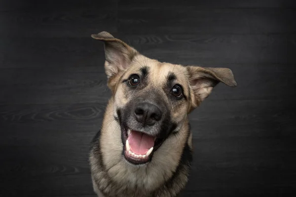 Mezcla perro divertido retrato. Encantadora mascota en estudio en negro —  Fotos de Stock