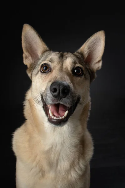 Köpeğin komik portresini karıştır. Stüdyoda siyah üzerine sevimli bir hayvan — Stok fotoğraf