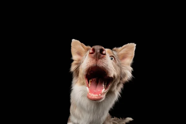 Border collie funny portrait. dog in studio on black background — Stock Photo, Image