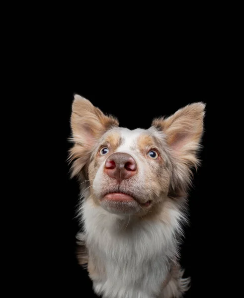 Granica collie zabawny portret. pies w studio na czarnym tle — Zdjęcie stockowe
