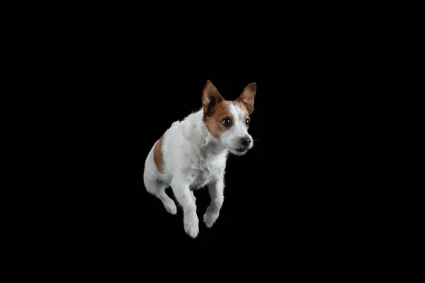 Le chien saute. Actif jack russell terrier dans le studio sur un noir — Photo