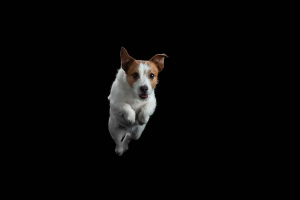 Ten pes skáče. Aktivní Jack Russell teriér ve studiu na černé — Stock fotografie