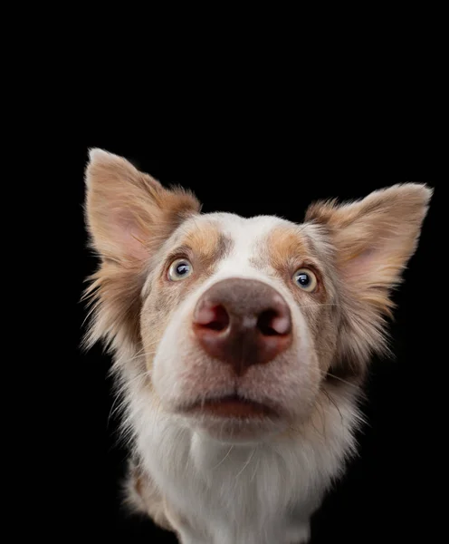 Border collie funny portrait. dog in studio on black background — Stock Photo, Image