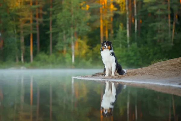 Σκύλος κοντά στο νερό. Ένα ενεργό κατοικίδιο στη λίμνη. Τριχρωματικός αυστραλιανός βοσκός — Φωτογραφία Αρχείου