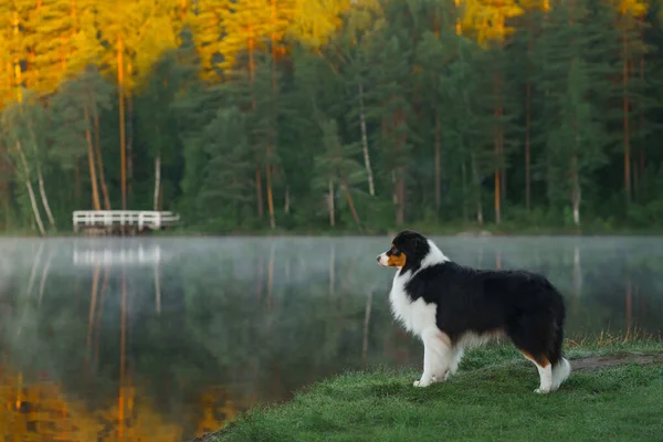 Собака возле воды. Активный питомец на озере. Триколор и пастух — стоковое фото