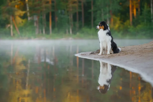 Cão perto de água. Um animal de estimação ativo no lago. Pastor australiano tricolor — Fotografia de Stock