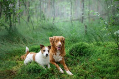 Ormanda iki köpek yosunların üzerinde yatıyor. Jack Russell Terrier doğada