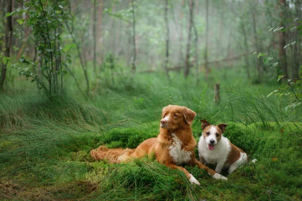 Dois cães jazem no musgo na floresta. Jack Russell Terrier na natureza — Fotografia de Stock