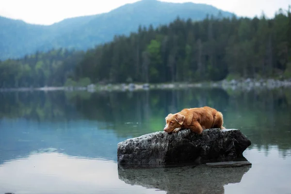 Dog stand on stone. landscape with a pet — Stock Photo, Image