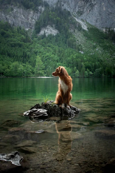 Hund står på sten. landskap med husdjur — Stockfoto