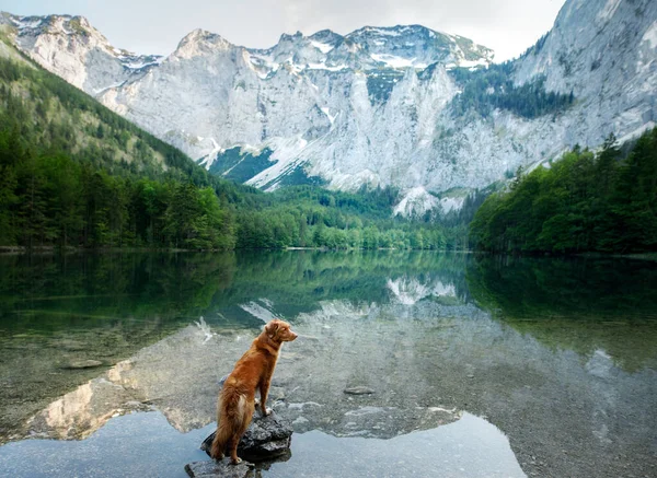 Pies stoi na kamieniu. krajobraz ze zwierzątkiem — Zdjęcie stockowe