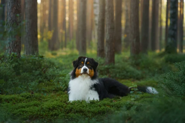 Cão em uma floresta. Pastor australiano na natureza. Paisagem com um animal de estimação. — Fotografia de Stock