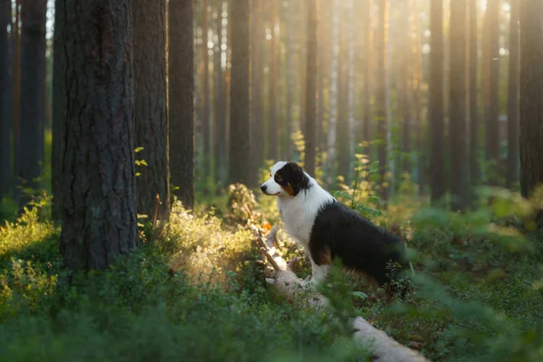 Hund in einem Wald. Australian Shepherd in der Natur. Landschaft mit einem Haustier. — Stockfoto