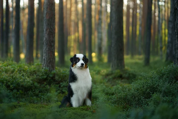 Perro en un bosque. Pastor australiano en la naturaleza. Paisaje con una mascota. — Foto de Stock