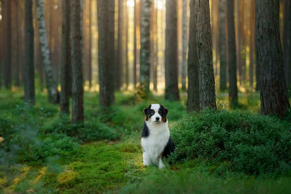 Kutya az erdőben. Ausztrál pásztor a természetben. Tájkép háziállattal. — Stock Fotó