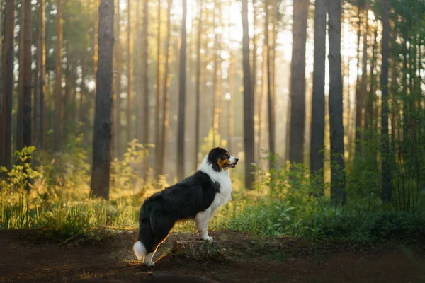 Dog in a forest. Australian Shepherd in nature. Landscape with a pet. — Stock Photo, Image