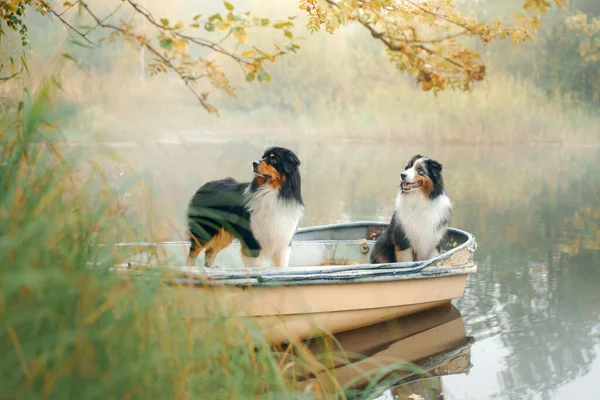 Dois cães em um barco no outono. Pastor australiano tricolor na natureza — Fotografia de Stock