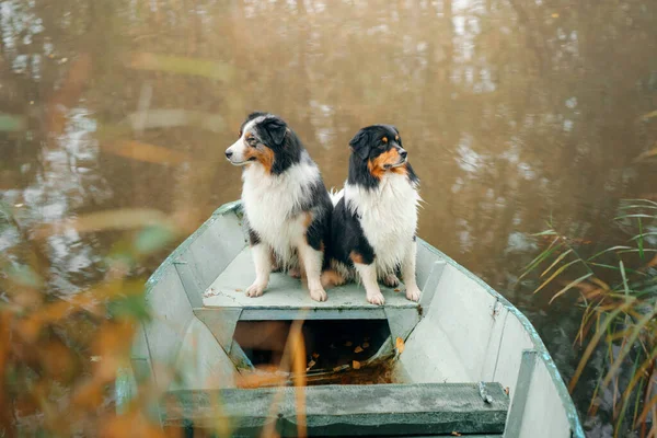 秋天，两只狗在一条船上。天然的三色龙澳大利亚牧羊犬 — 图库照片