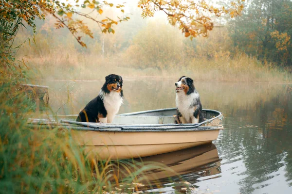 Dois cães em um barco no outono. Pastor australiano tricolor na natureza — Fotografia de Stock