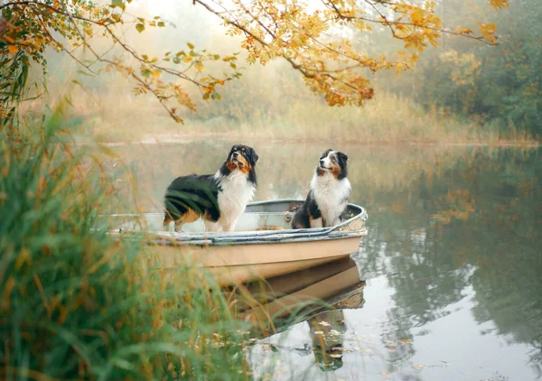 Dois cães em um barco no outono. Pastor australiano tricolor na natureza — Fotografia de Stock