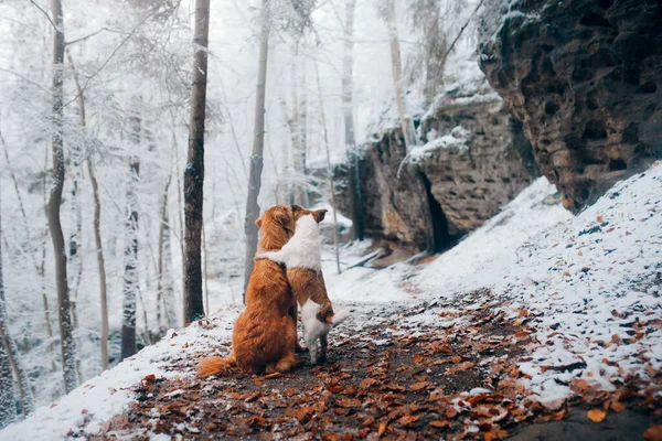 Twee honden in de natuur in de herfst. Huisdieren in de sneeuw in het bos. — Stockfoto