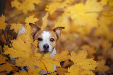 Köpek sarı akçaağaç yapraklarından dikiz yapar. Jack Russell sonbahar parkında