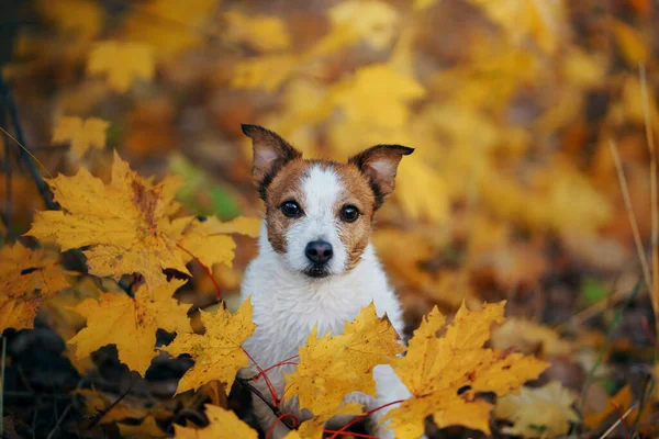 Köpek sarı akçaağaç yapraklarından dikiz yapar. Jack Russell sonbahar parkında — Stok fotoğraf