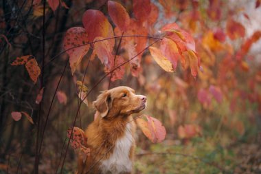 Köpek sarı akçaağaç yapraklarından dikiz yapar. Nova Scotia Ördek Tolling Retriever sonbahar parkında