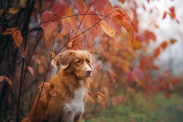 O cão espreita das folhas amarelas de bordo. Nova Scotia Duck Tolling Retriever no parque de outono — Fotografia de Stock