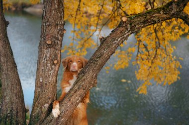 dog by a tree with yellow leaves. Nova Scotia Duck Tolling Retriever in autumn park clipart