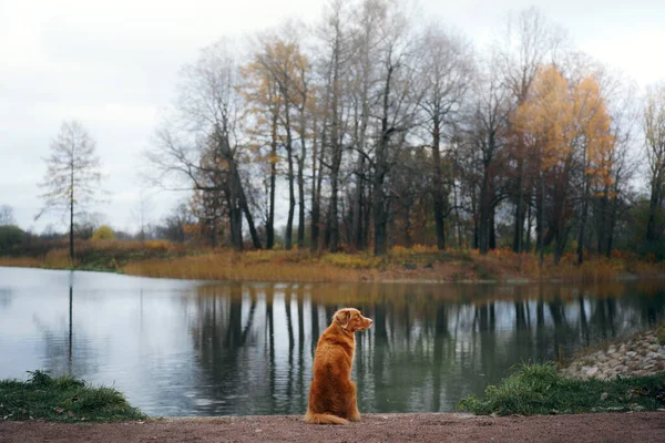 Um cão num lago. Nova Scotia Duck Tolling Retriever no parque de outono — Fotografia de Stock