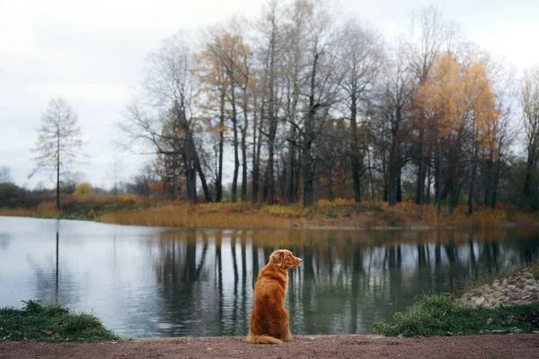 Пес біля озера. Nova Scotia Duck Tolling Retriever в осінньому парку — стокове фото