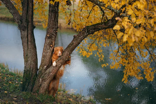 Σκύλος δίπλα σε δέντρο με κίτρινα φύλλα. Nova Scotia Duck Tolling Retriever το φθινόπωρο πάρκο — Φωτογραφία Αρχείου