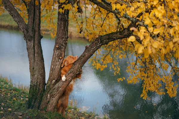 Σκύλος δίπλα σε δέντρο με κίτρινα φύλλα. Nova Scotia Duck Tolling Retriever το φθινόπωρο πάρκο — Φωτογραφία Αρχείου
