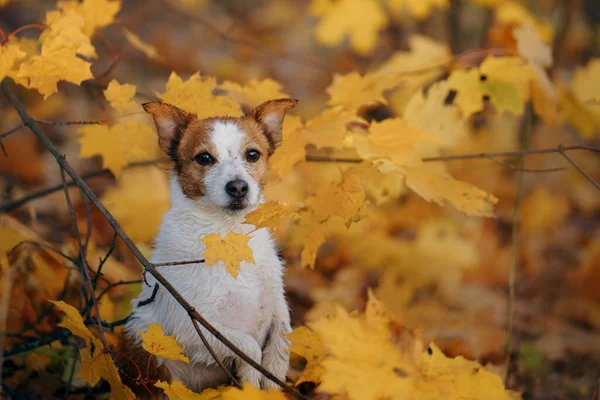 O cão espreita das folhas amarelas de bordo. jack russell no parque de outono — Fotografia de Stock