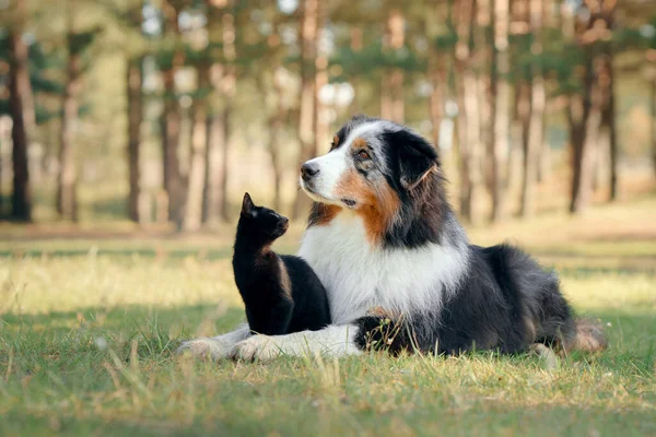 Honden en een zwarte kat. Australische Herder in de natuur — Stockfoto