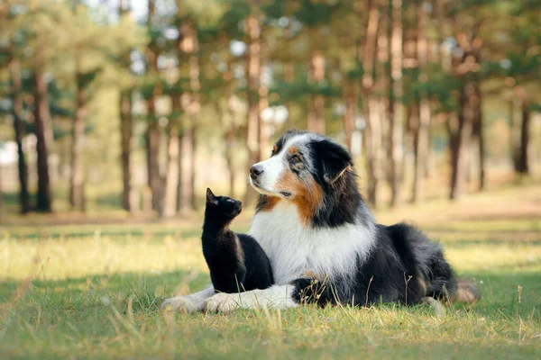 Perros y un gato negro. Pastor australiano en la naturaleza — Foto de Stock