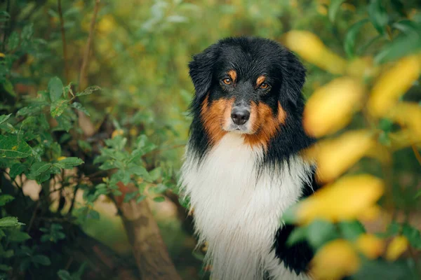 Dog in autumn leaves. Tricolor Australian Shepherd. Portrait of a pet in nature — Stock Photo, Image