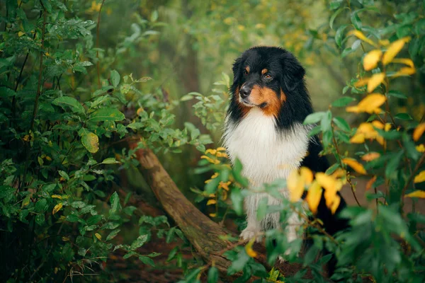 Hund på höstlöv. Tricolor australiska Shepherd. Porträtt av ett husdjur i naturen — Stockfoto